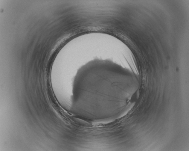 X0000064740626200603131319