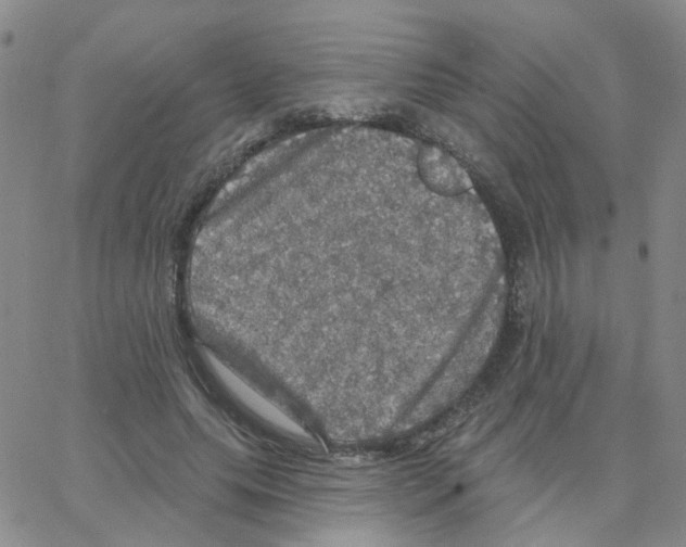 X0000064740639200603131319