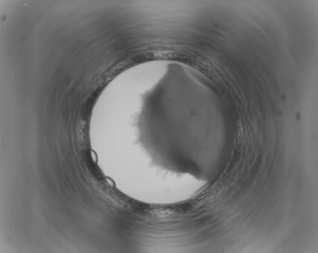 X0000064740650200603131319