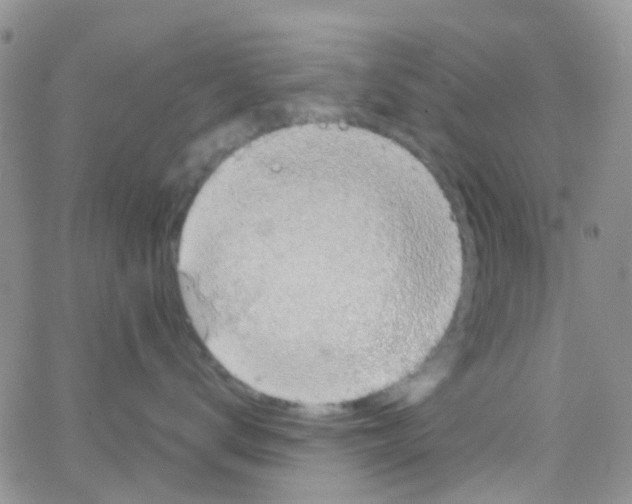 X0000064740672200603131320