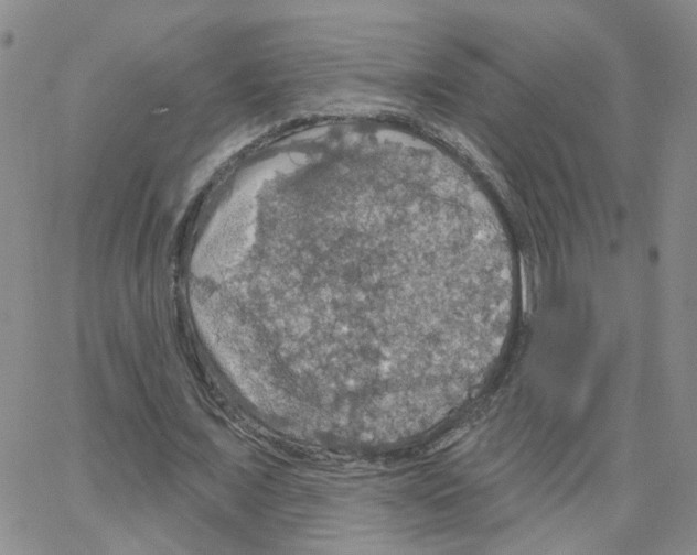 X0000064740675200603131319