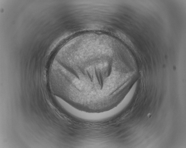 X0000064740676200603131319