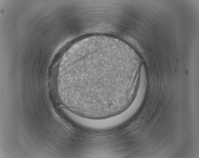 X0000064740680200603131319