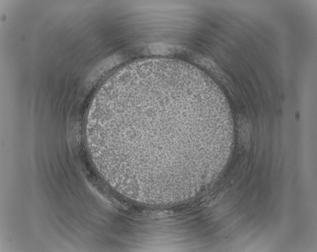 X0000064740683200603131319