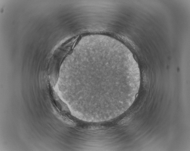 X0000064740684200603131319