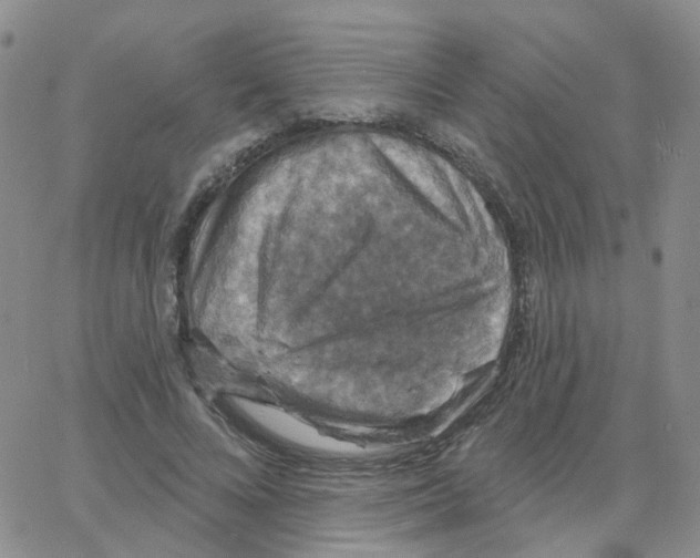 X0000064740688200603131319