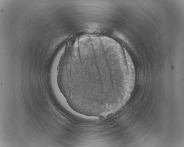 X0000064740692200603131319