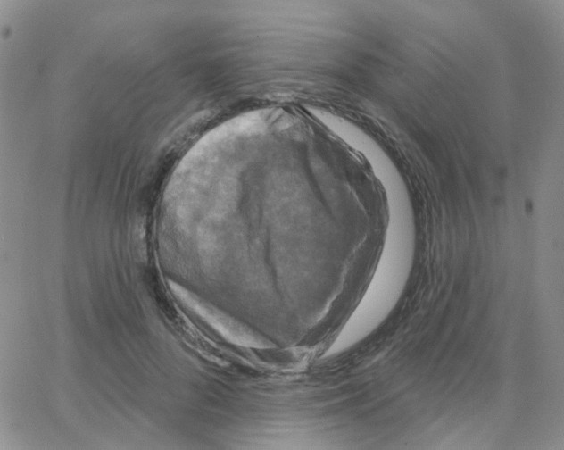 X0000064740696200603131319