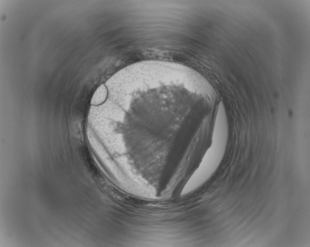 X0000064740699200603131319