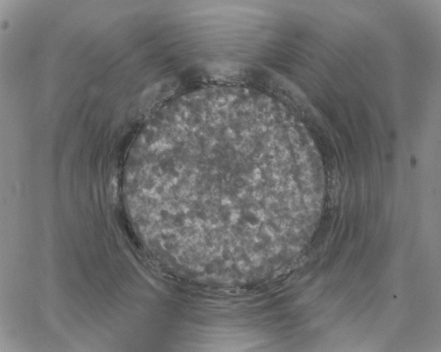 X0000064740703200603131319