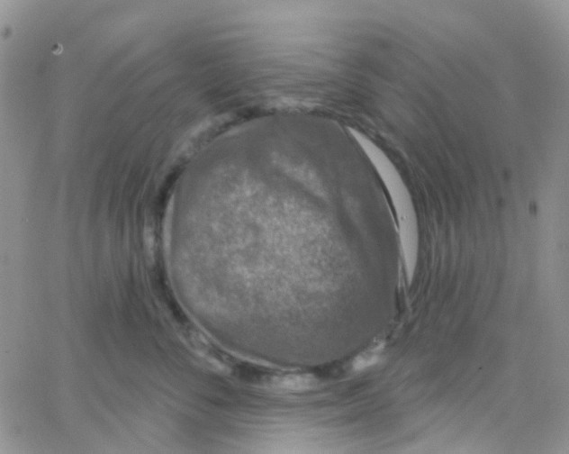 X0000064740716200603131318