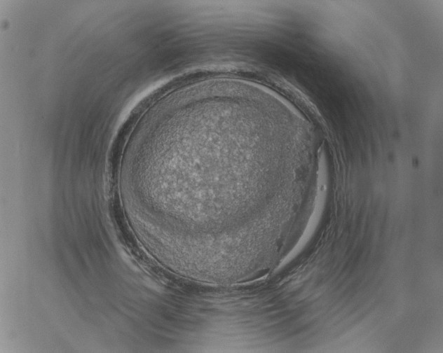 X0000064740724200603131318