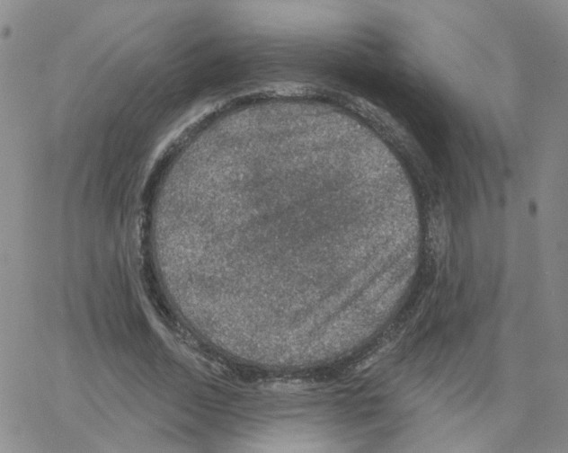 X0000064740730200603131318