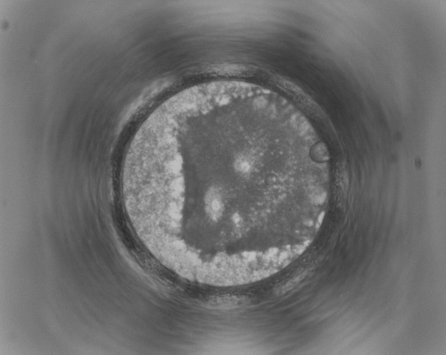 X0000064740734200603131318