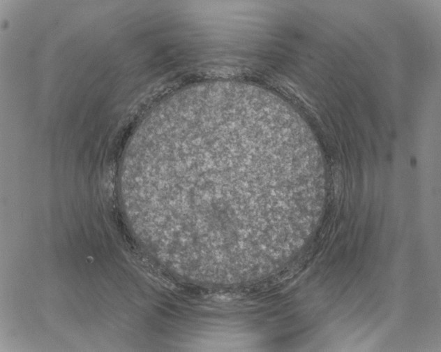 X0000064740737200603131318