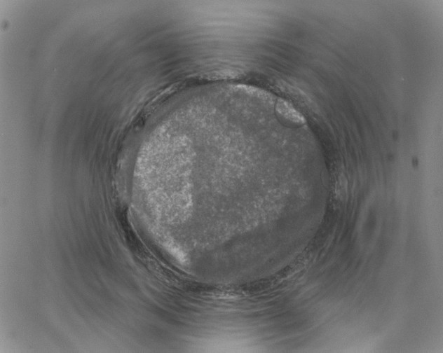 X0000064740743200603131318