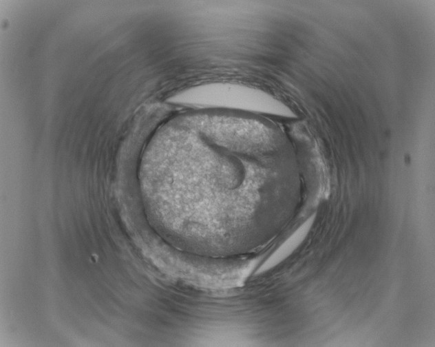 X0000064740750200603131318