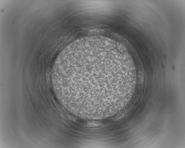 X0000064740753200603131318