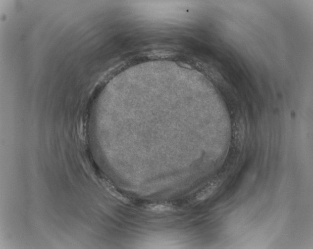 X0000064740755200603131318