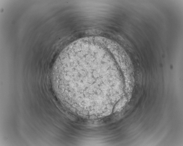 X0000064740757200603131318