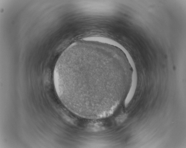 X0000064740760200603131318