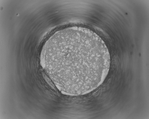 X0000064740776200603131317