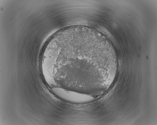 X0000064740780200603131317