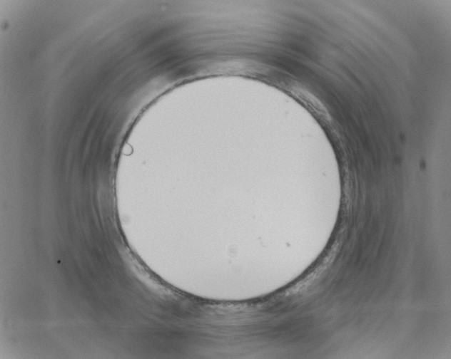 X0000064740800200603131317