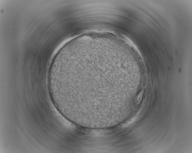 X0000064740803200603131317