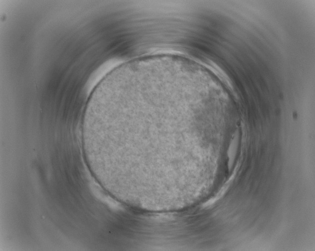 X0000064740814200603131317