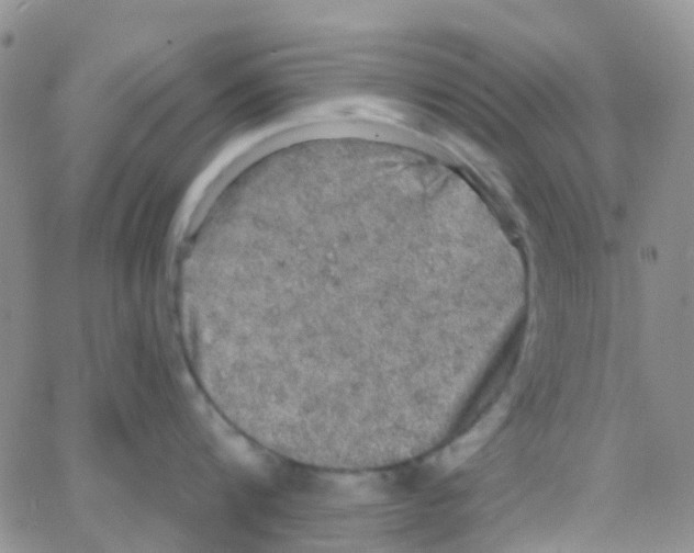 X0000064740816200603131317