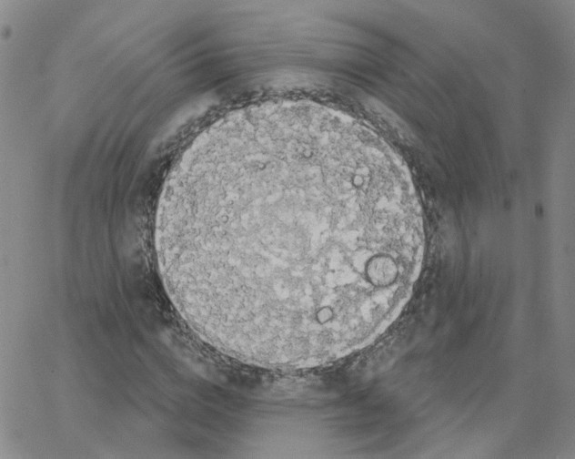 X0000064740824200603131316