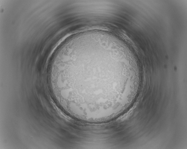 X0000064740828200603131316