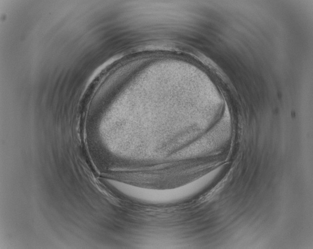 X0000064740830200603131316