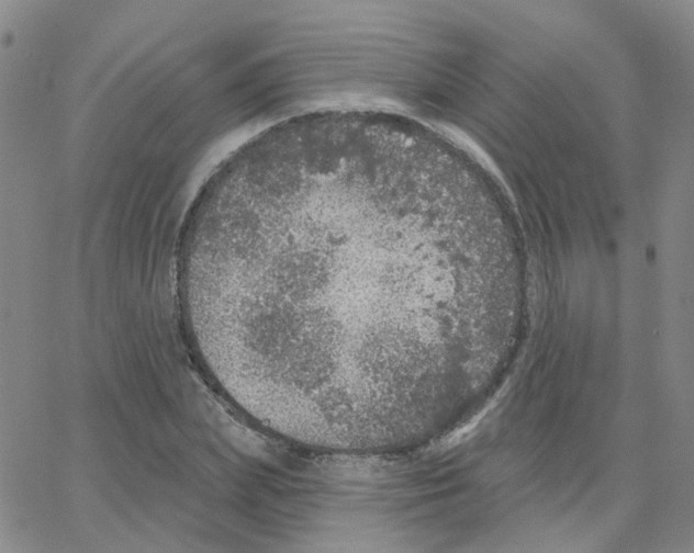 X0000064740831200603131316