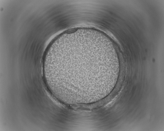 X0000064740838200603131316