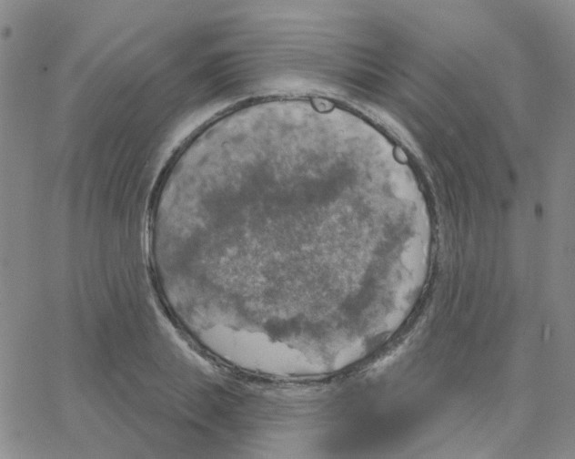 X0000064740839200603131316