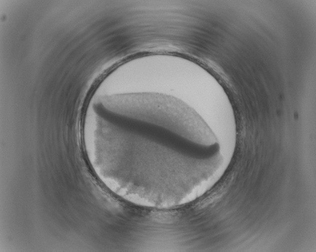 X0000064740840200603131316