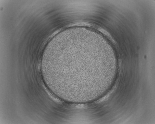 X0000064740841200603131316