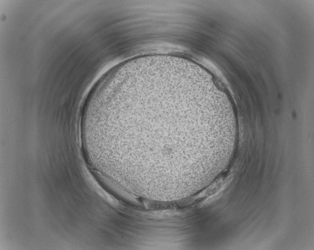 X0000064740843200603131316