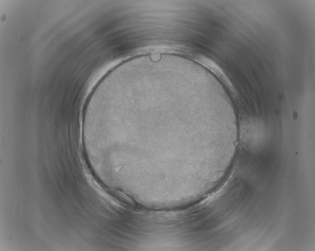 X0000064740844200603131316