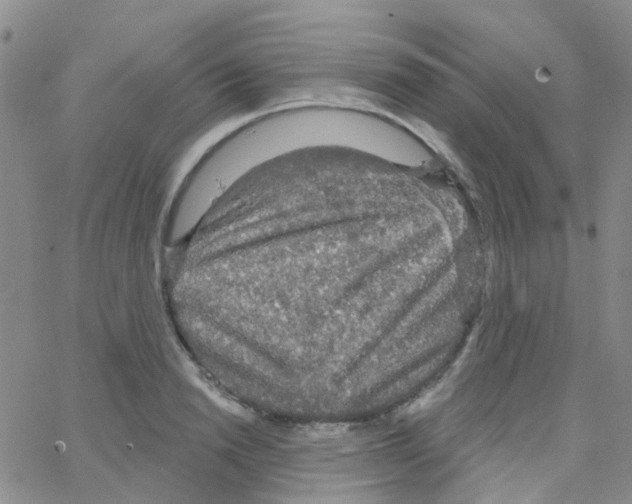 X0000064740846200603131316