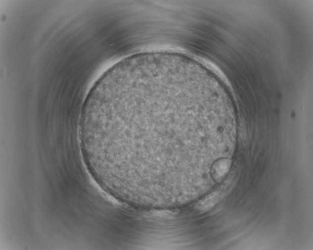 X0000064740847200603131316