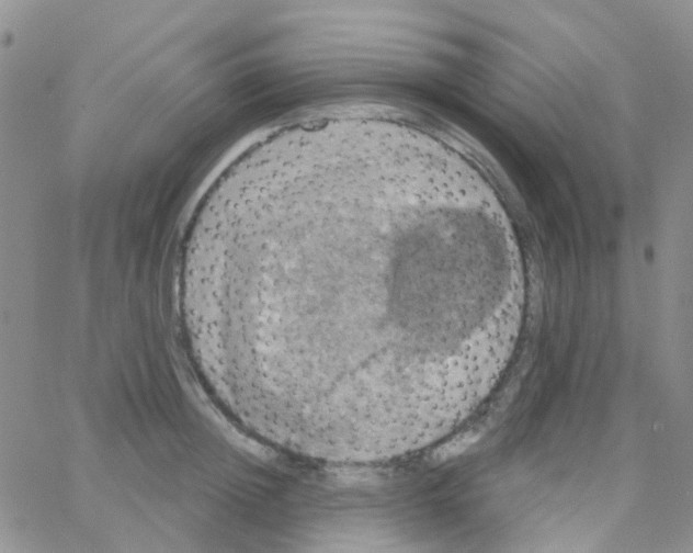 X0000064740852200603131316