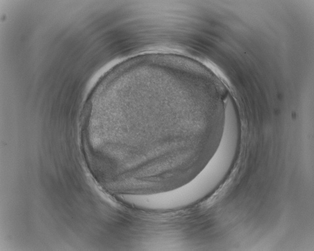 X0000064740854200603131316