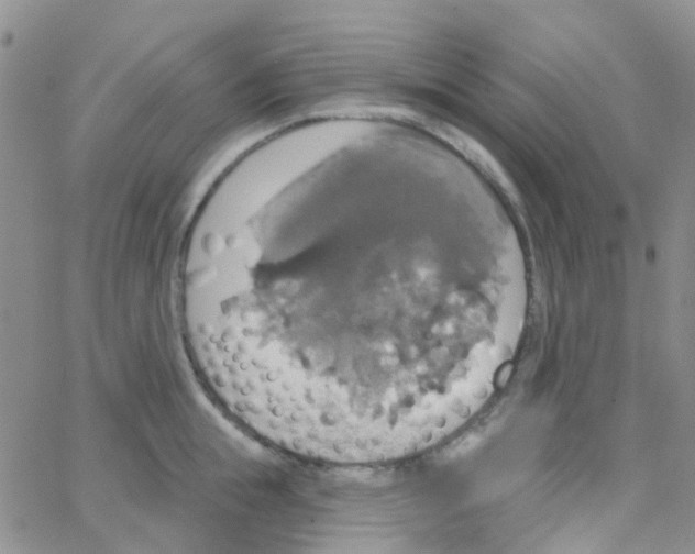 X0000064740855200603131316