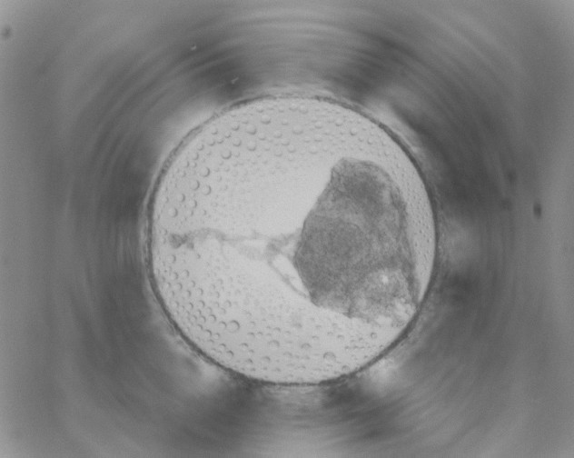 X0000064740856200603131316