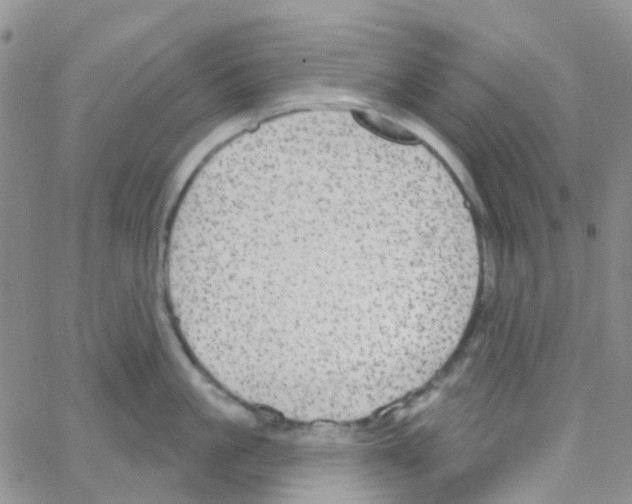 X0000064740861200603131316