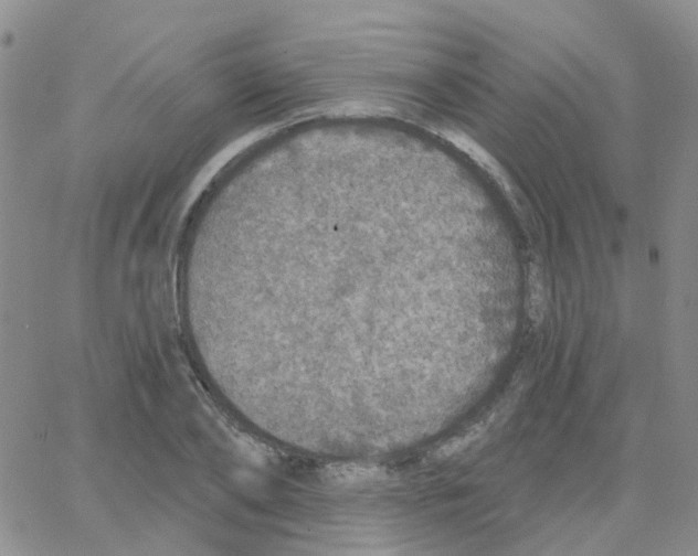 X0000064740886200603131315