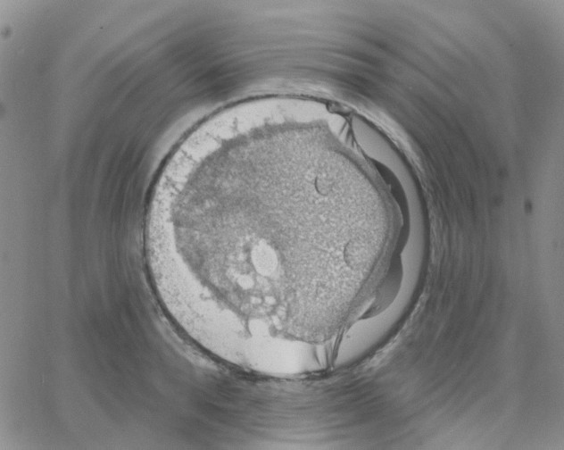 X0000064740896200603131315